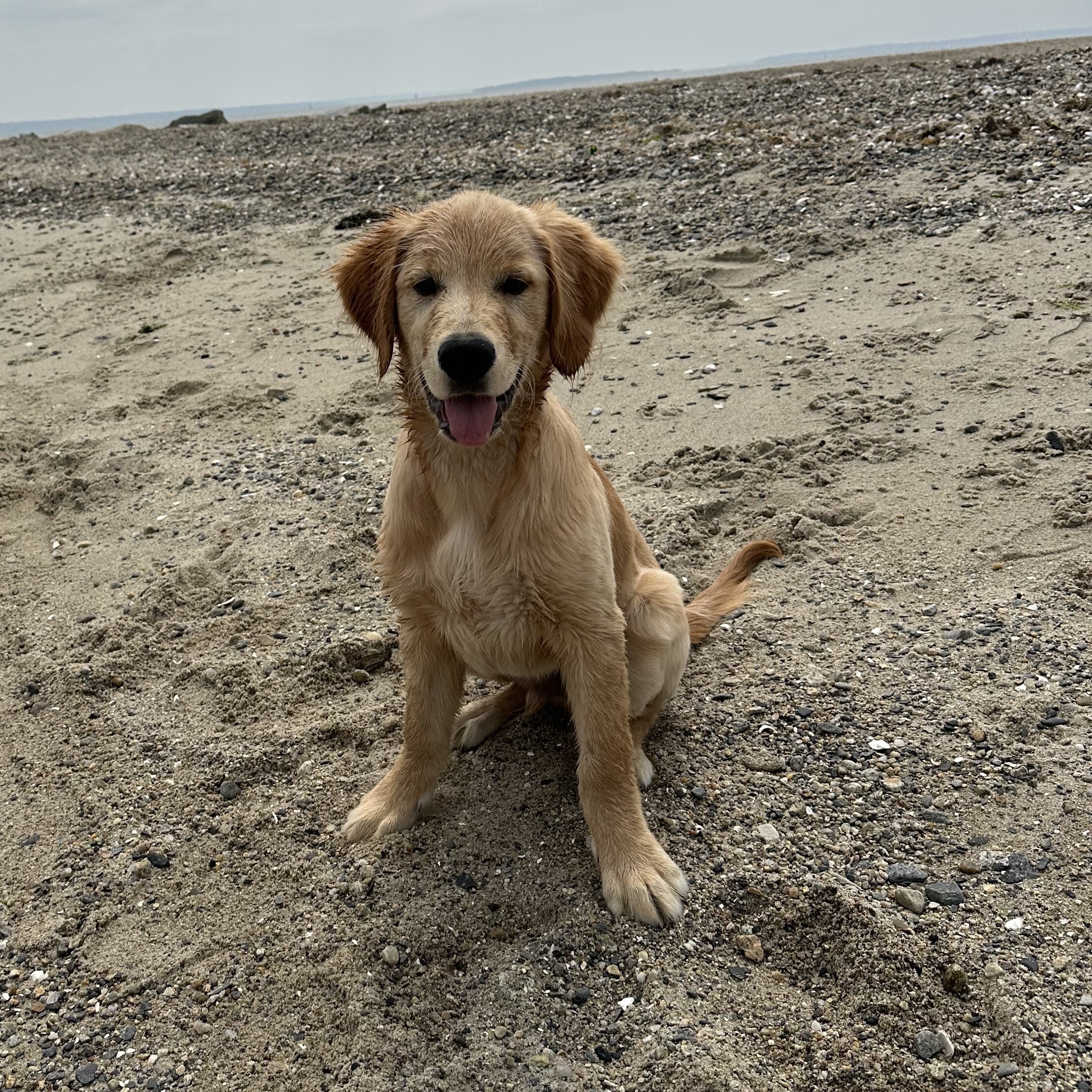 Toby, the Gluckin family dog